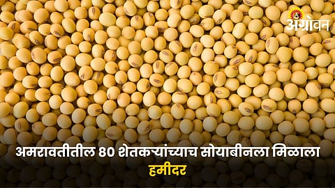 Soybean MSP