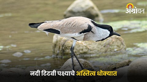 River Lapwing