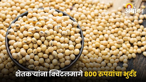 Soybean