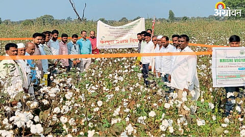 Cotton Cultivation