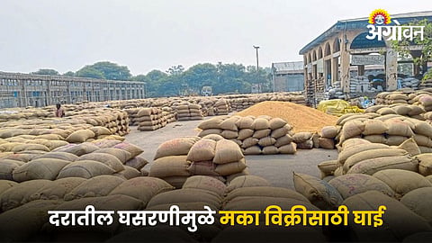 Maize Market