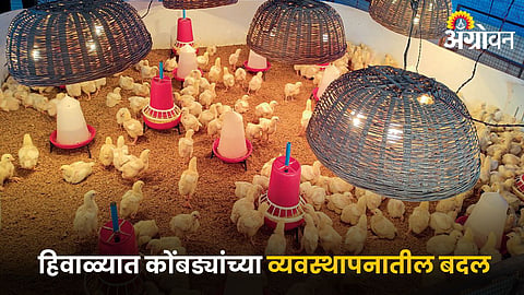 Poultry Management
