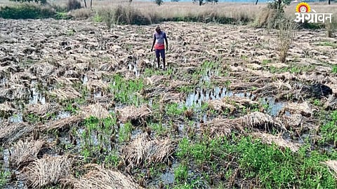 Paddy Crop