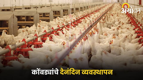 Poultry Management