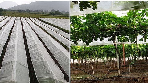 Crop Cover Scheme