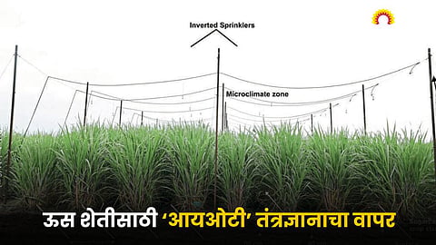 Sugarcane Farming