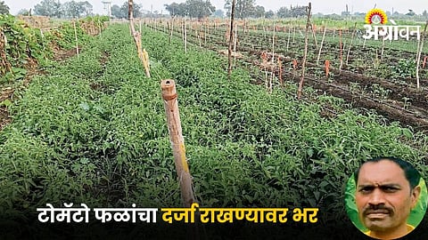 Tomato Farming