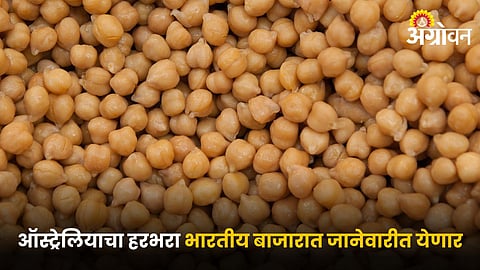 Chana Market