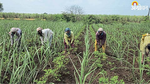 Sugarcane
