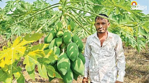Agriculture Management