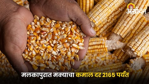 Maize