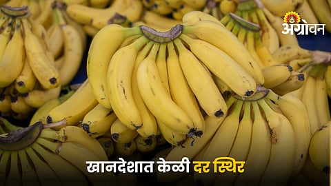 Banana