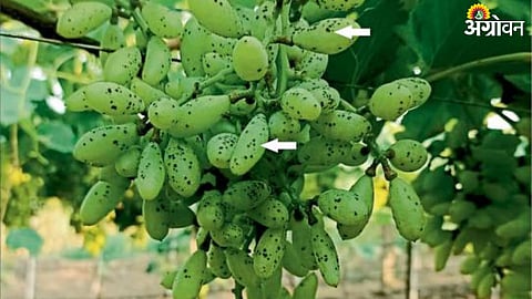 Grape Farming