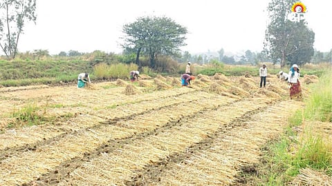 Paddy Harvesting
