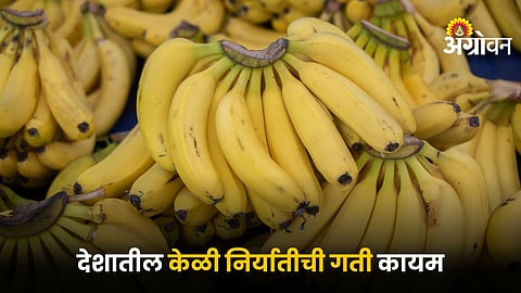 Banana