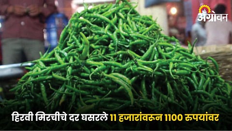 Chilli Market