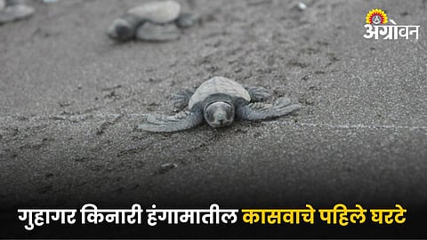 Olive Ridley Turtle