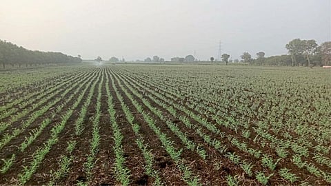 Chana Sowing