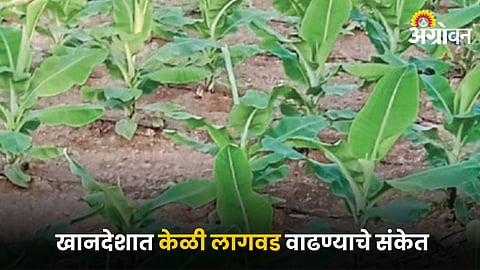 Banana Farming