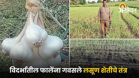 Garlic Farming