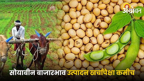 Soybean