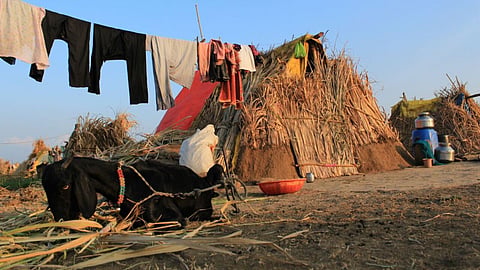 Sugarcane Workers