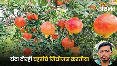 Pomegranate Farming