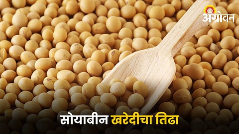 Soybean Procurement
