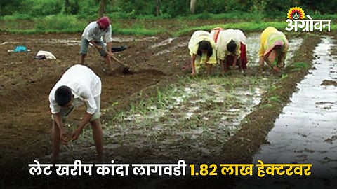 Onion Cultivation