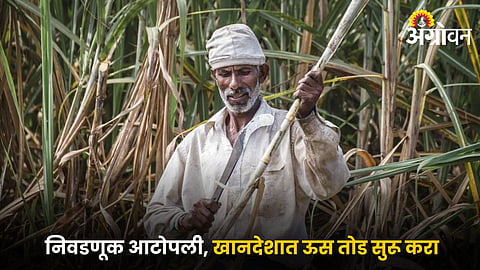 Sugarcane Harvesting