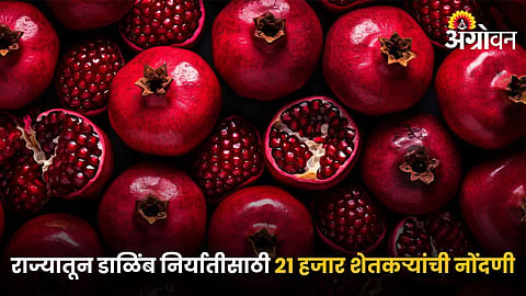Pomegranate