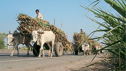 Sugarcane Season