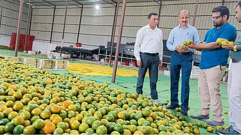 Orange Farmer
