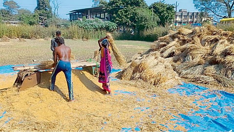 Paddy Harvesting