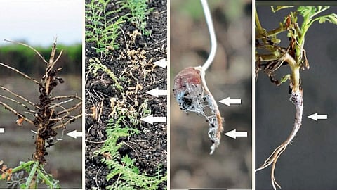 Chana Wilt Disease
