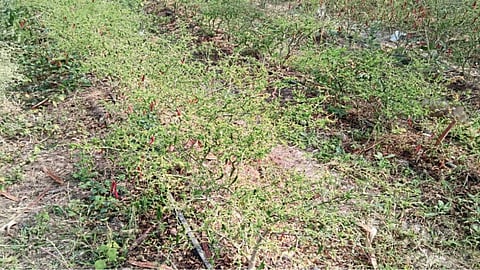 Chili Crop Damage