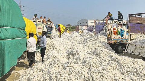 Cotton