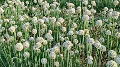 Onion Seed
