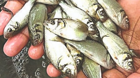 Fish Production