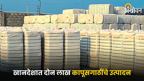 Cotton Market