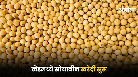 Soybean
