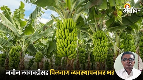 Banana Farming
