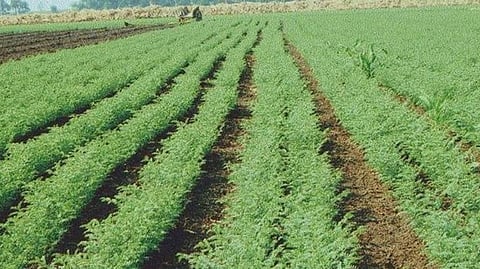 Chana Crop