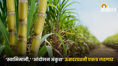 Sugarcane