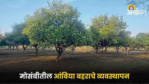 Mosambi Farming