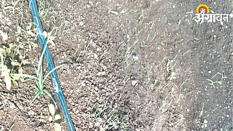 Onion Crop