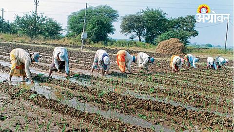 Onion Cultivation