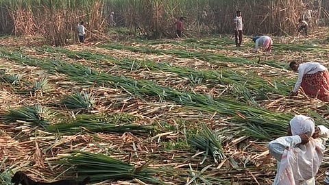 Sugarcane Issue Kolhapur