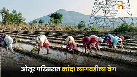 Onion Farming