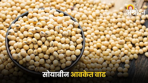 Soybean